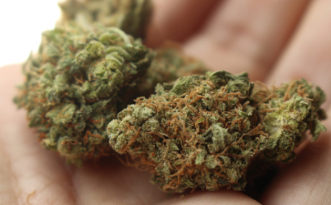 A Guide on How to Distinguish Good Weed From Bad Weed